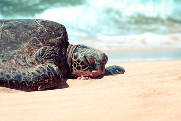 Resting turtle