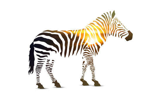 Zebra. Double exposure. Stripes with sunset landscape.