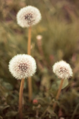 White fluffy dandelions on a warm background