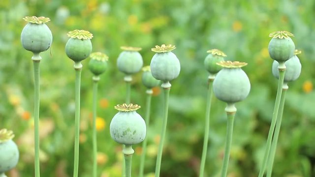 Green poppy seed pods ( papaver  heads ) on the colorful  green flower blurred background. Horizontal panning.