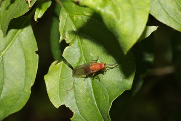 Rote Fliege auf einem Blatt, Drosophila 