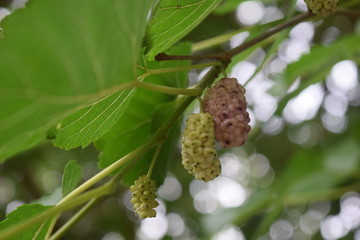 Mulberry tree