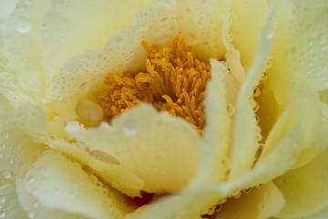 Fototapeta na wymiar Beautiful yellow peony flower after rain