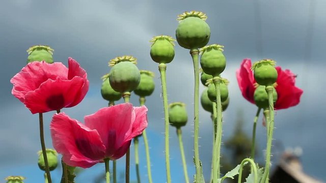 The wind shakes colorful red poppy flowers and opium papaver heads  on the dark stormy sky background. Lockdown. 