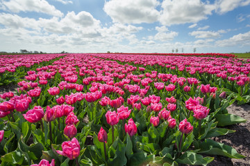 field with purple tulips on sunny day