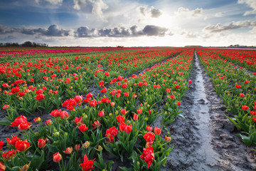 sunshine over red tulips field