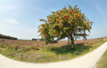 rowan tree with berries on sunny day