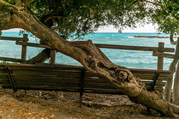 Fototapeta na wymiar Old pine tree on the sea shore