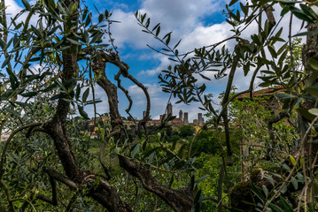 View of San Gimignano in Tuscany together with Olive trees - 2