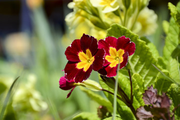 Весенние цветы фиалки