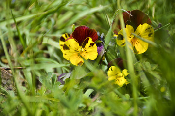 весенние цветы фиалки
