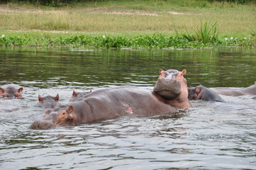 Fototapeta premium Safari and Nile River Cruise Animals and Wildlife