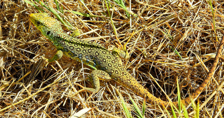 Ocellated Lizard (Timon lepidus)