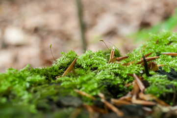 détail mousse en forêt