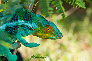 Panther Chameleon, Madagascar