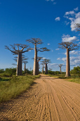 Fototapeta na wymiar Baobab Alley, Madagascar