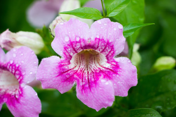 Pink flowers in the garden