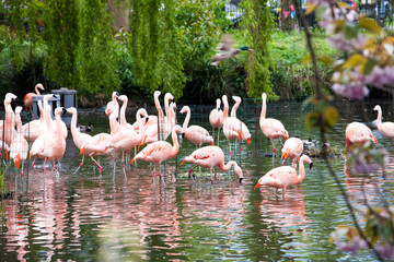 Pink flamingos on the pond in Zoo