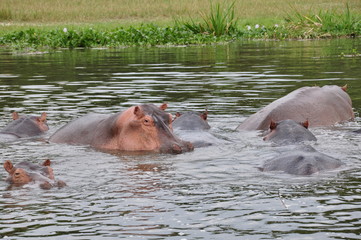 Fototapeta premium Safari and Nile River Cruise Animals and Wildlife