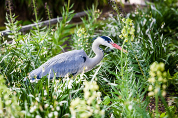 Grey heron (Ardea cinerea) long-legged predatory wading bird of the heron family