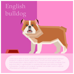 English buldog postcard