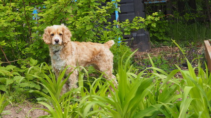 Dog in Garden