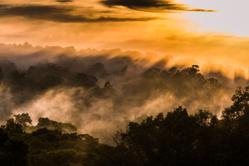 Forest morning with golden sunlight in Khao Yai National Park, Thailand.