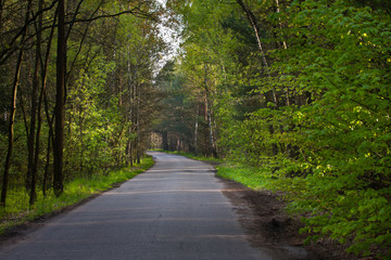 Droga przez las © Mariusz Stoszewski