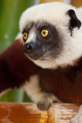 Coquerel's Sifaka Lemur, Madagascar