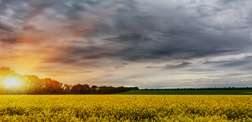 Bright sunset before the rain over rapeseed field.