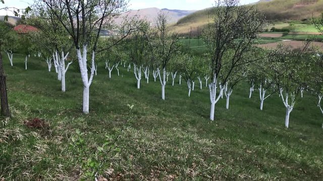 Agricultural orchard in the spring slow-mo 1080p FullHD footage - Rows of plum trees planted on the field slow motion 1920X1080 HD video