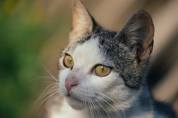 Close up cat portrait