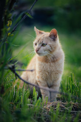 Red cat standing in grass. Cute cat in garden.