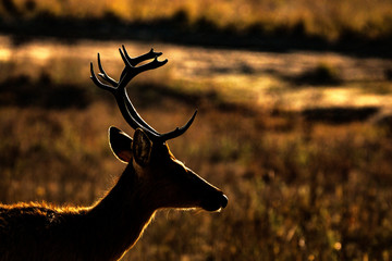 Barasingha or swamp deer