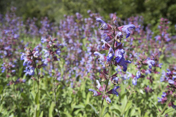 Dalmatian or Greek Sage (Salvia fruticosa) blossom