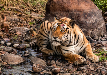 Fototapeta na wymiar Naked fury written large on the tiger's face