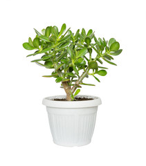 Obraz premium House plant Crassula