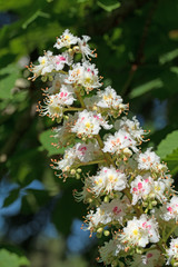 Kastanienblüten, Aesculus hippocastanum