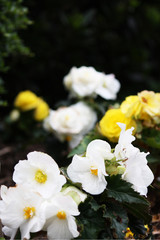 White Flowers, Yellow Roses