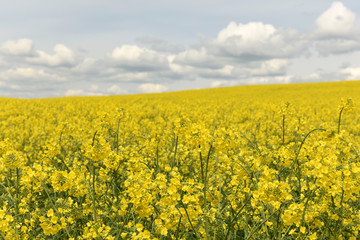 Obraz premium flowering rape field, field of rapeseed with white clouds, rural landscape,yellow background