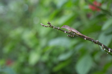 Lizard
