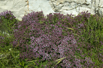 Wild thyme (Thymus serpyllum) blossom
