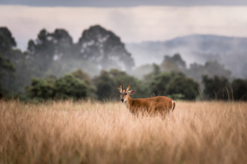 Barking Deer with a nice pose in the jungle environment. Barking deer in Khao Yai National Park, Thailand. Barking Deer. Young Barking Deer in the tall green grass.