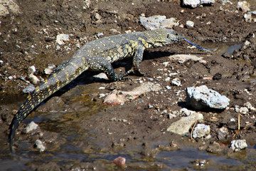Monitor Lizard