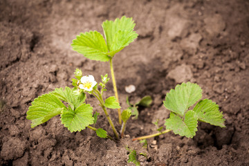 Blown flower of strawberry