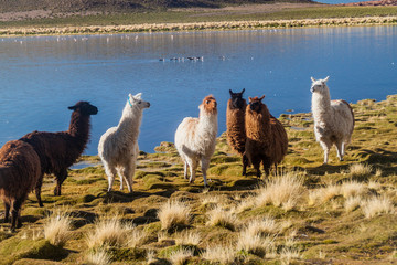 Herd of lamas (alpacas) grazing by a lake on bolivian Altiplano © Matyas Rehak
