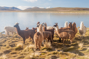 Herd of lamas (alpacas) grazing by a lake on bolivian Altiplano © Matyas Rehak