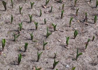 Slender rows of future tulips. Early shoots in the city park.