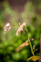 Young grapevine leavees