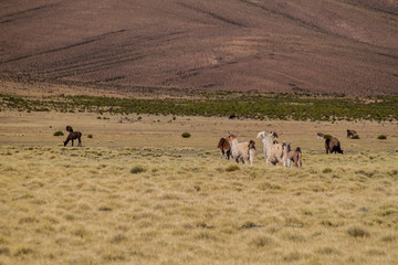 Herd of lamas (alpacas) in Aguanapampa area at bolivian Altiplano